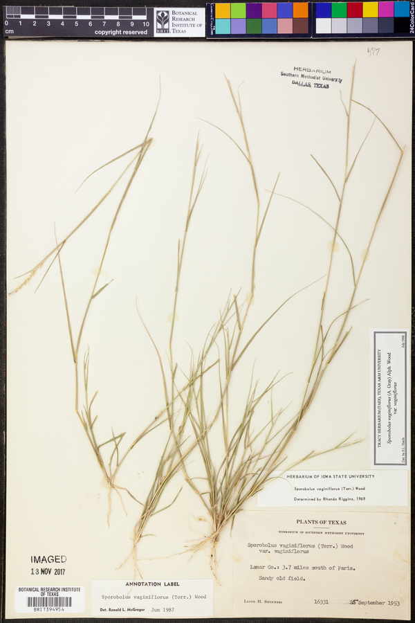 Sporobolus vaginiflorus var. vaginiflorus image