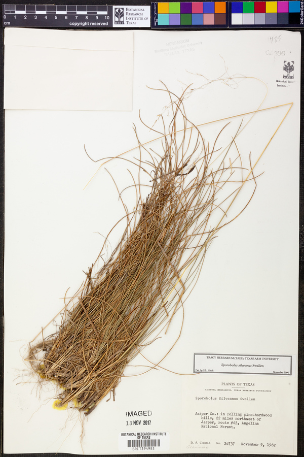 Sporobolus silveanus image