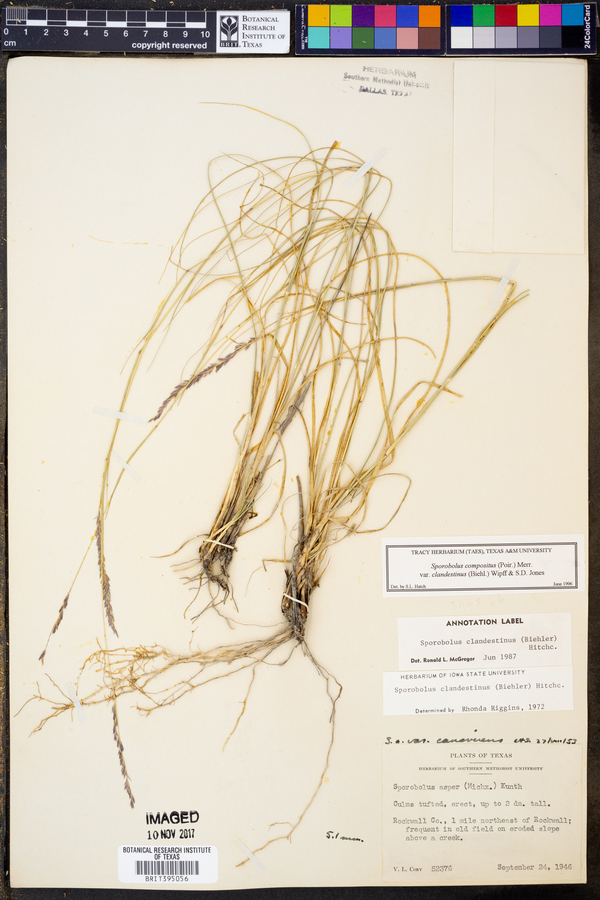 Sporobolus compositus var. clandestinus image