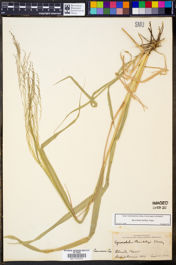 Sporobolus buckleyi image