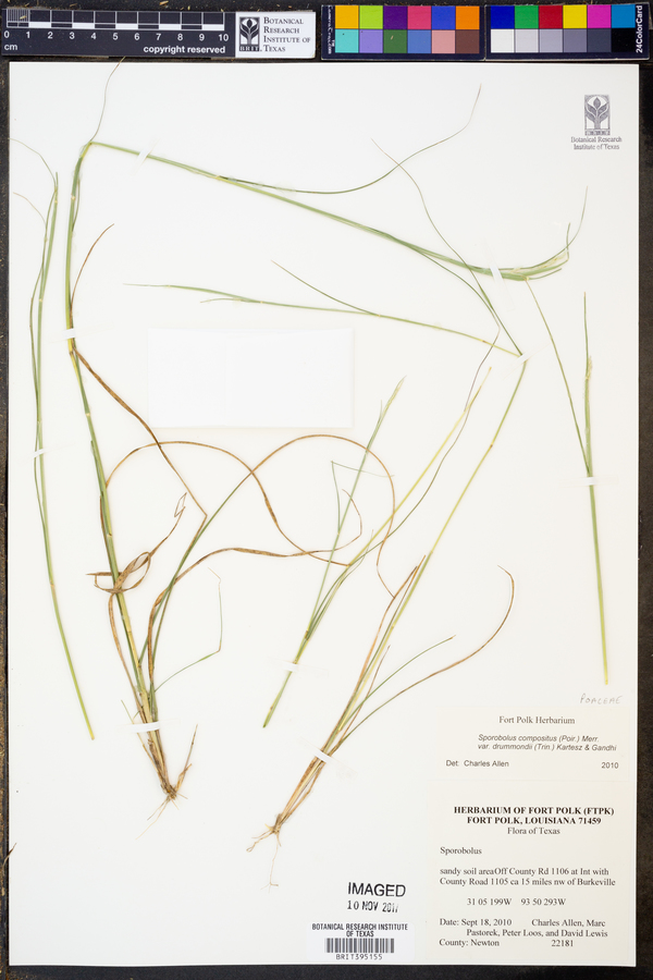 Sporobolus compositus var. drummondii image