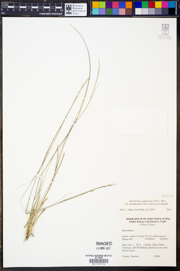 Sporobolus compositus var. drummondii image