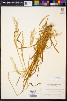 Sphenopholis longiflora image