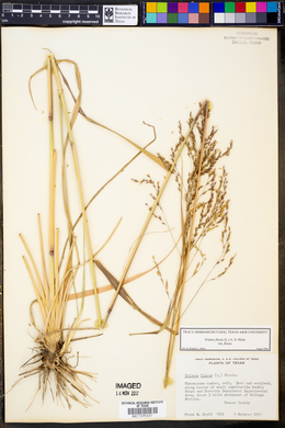 Tridens flavus var. flavus image
