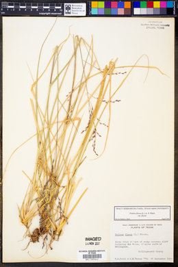 Tridens flavus var. flavus image