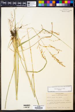 Tridens flavus var. flavus image