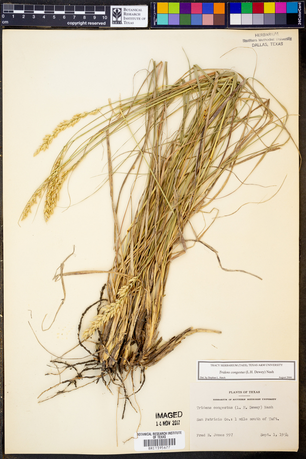 Tridens congestus image