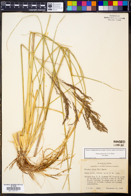 Tridens flavus var. flavus image