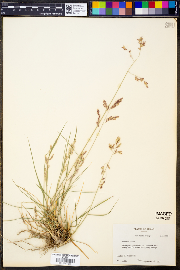 Tridens texanus image