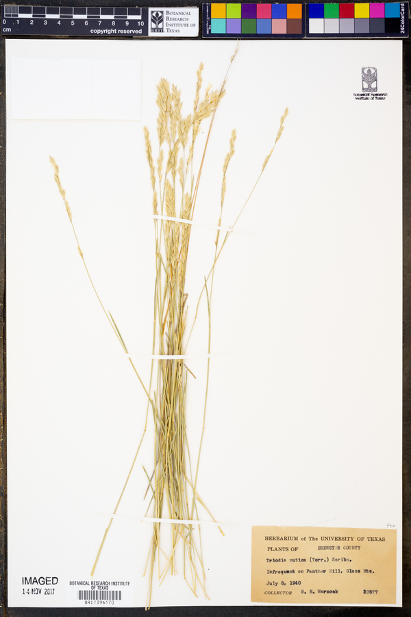 Tridens muticus var. muticus image