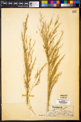 Zizaniopsis miliacea image
