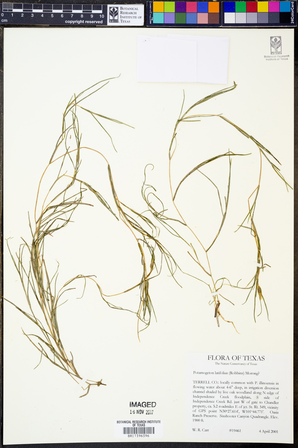 Stuckenia striatus image