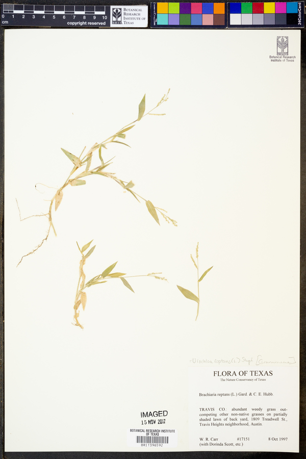 Urochloa reptans image