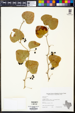 Smilax bona-nox image