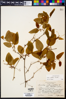 Smilax walteri image