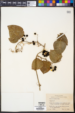 Smilax tamnoides image