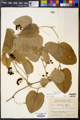 Smilax tamnoides image