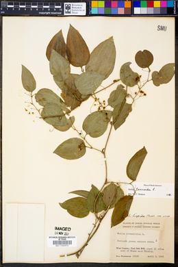 Smilax tamnoides image