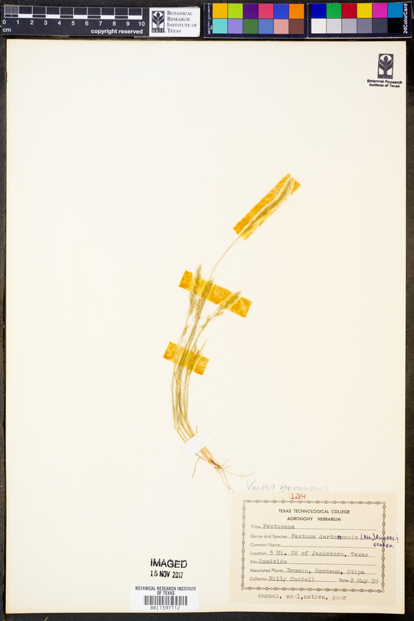 Vulpia bromoides image
