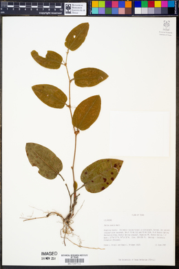 Smilax pumila image