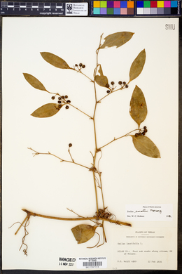 Smilax smallii image