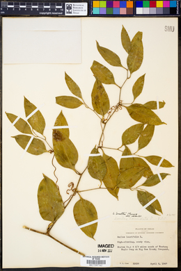 Smilax smallii image