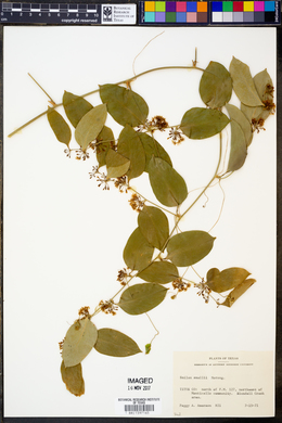 Smilax smallii image