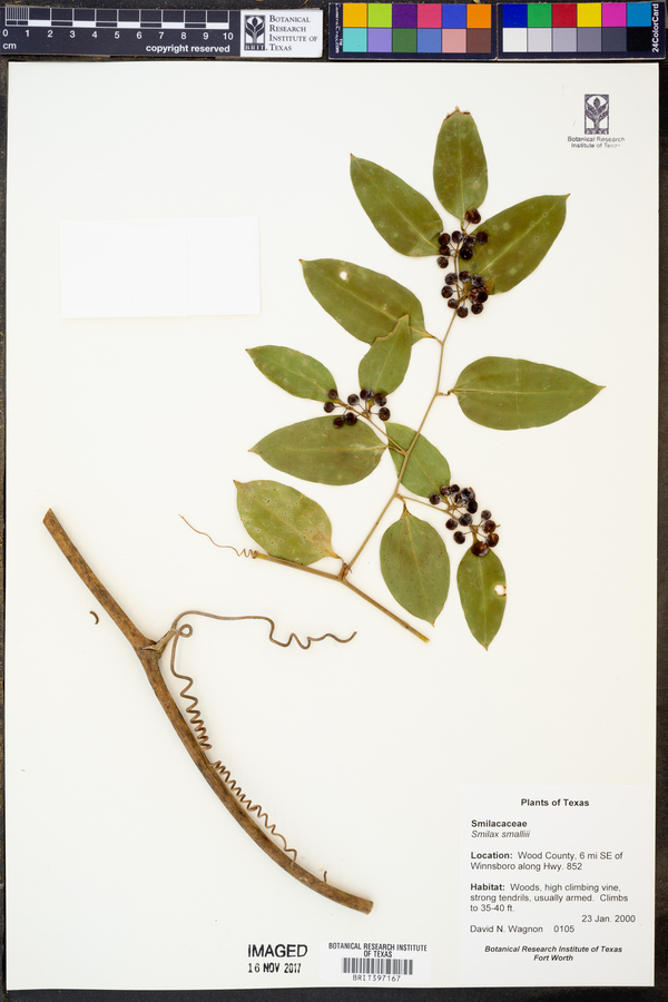 Smilax smallii image