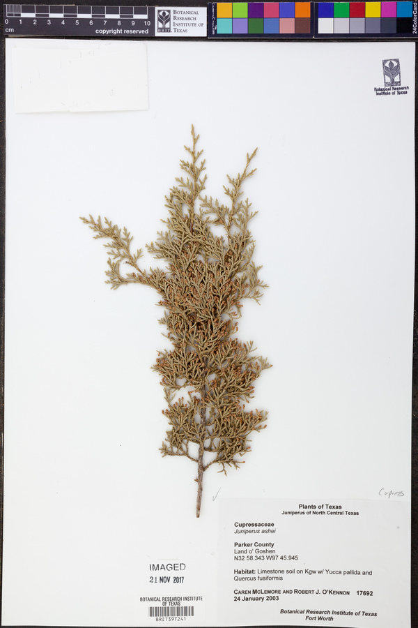 Juniperus ashei image
