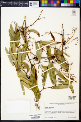 Smilax laurifolia image