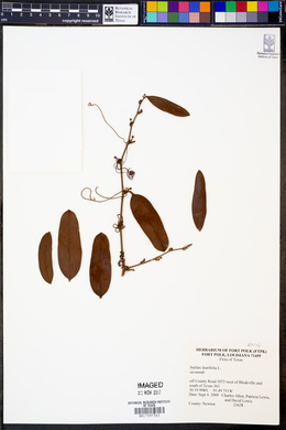 Smilax laurifolia image