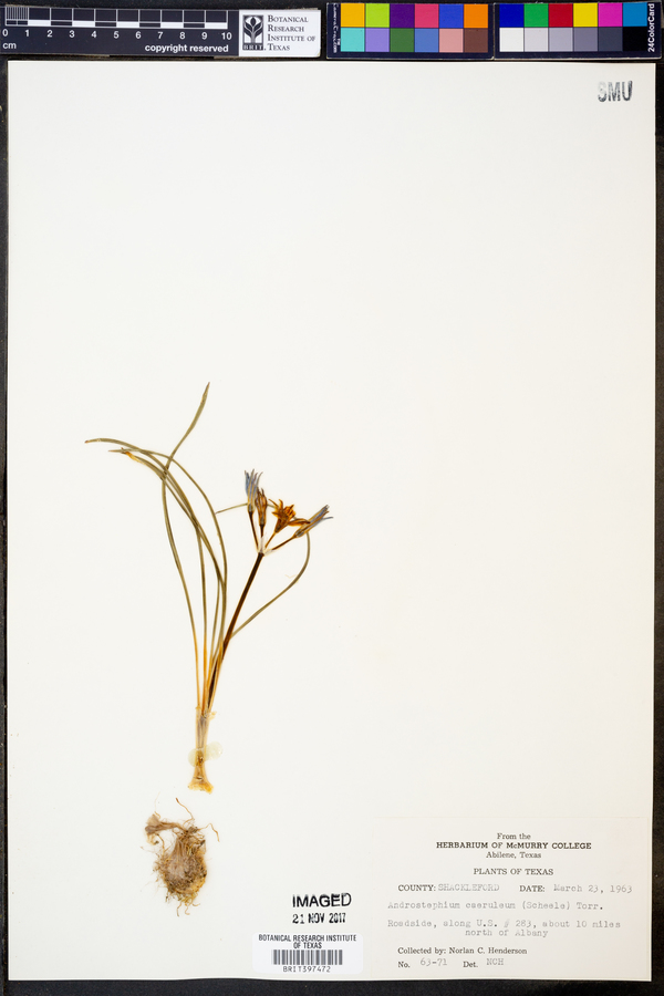 Androstephium caeruleum image