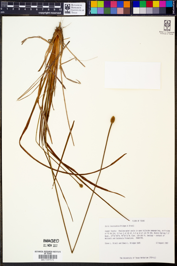 Xyris louisianica image