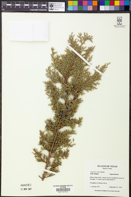 Juniperus ashei image