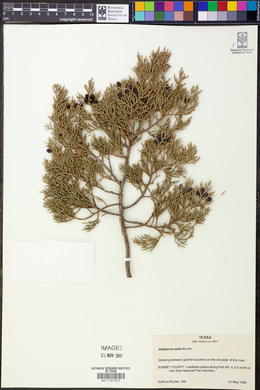 Juniperus ashei image