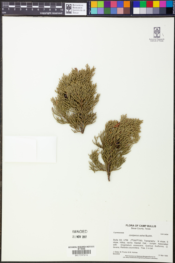 Juniperus ashei image