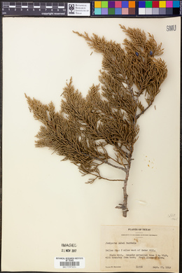 Juniperus ashei image