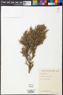 Juniperus ashei image