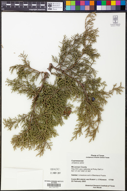 Juniperus ashei image