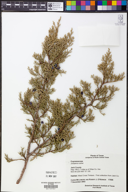 Juniperus ashei image