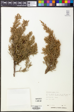 Juniperus ashei image