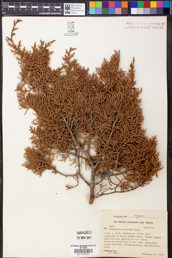 Juniperus pinchotii image