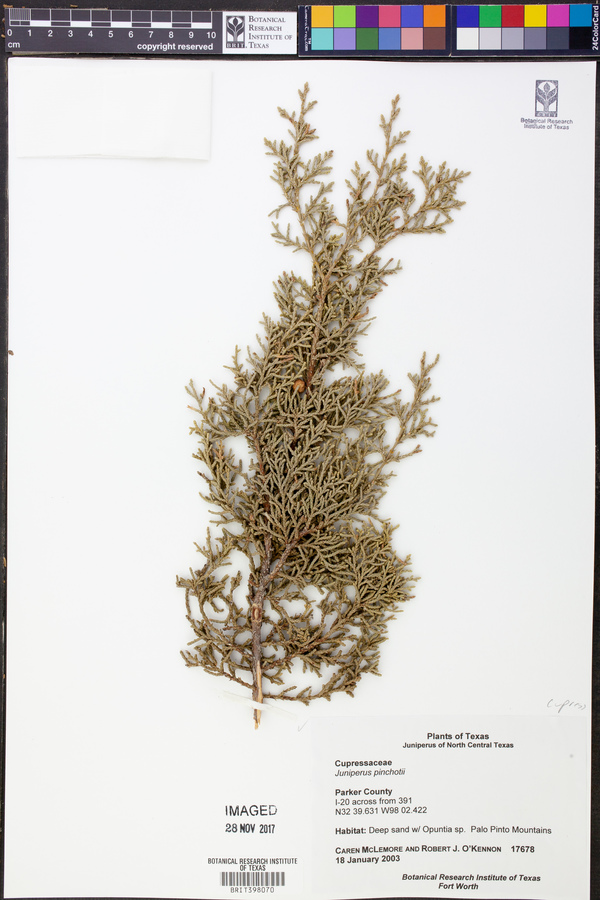 Juniperus pinchotii image