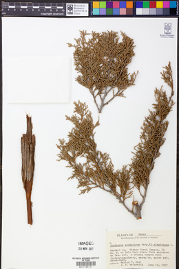 Juniperus scopulorum image