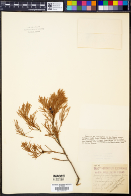 Image of Juniperus lucayana