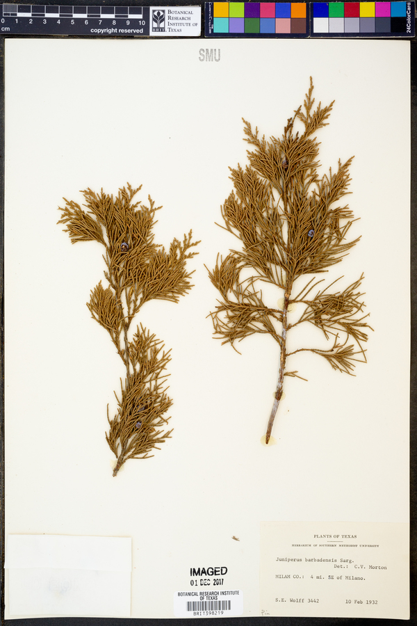 Juniperus barbadensis image