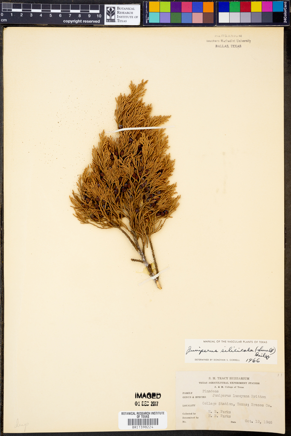 Juniperus silicicola image