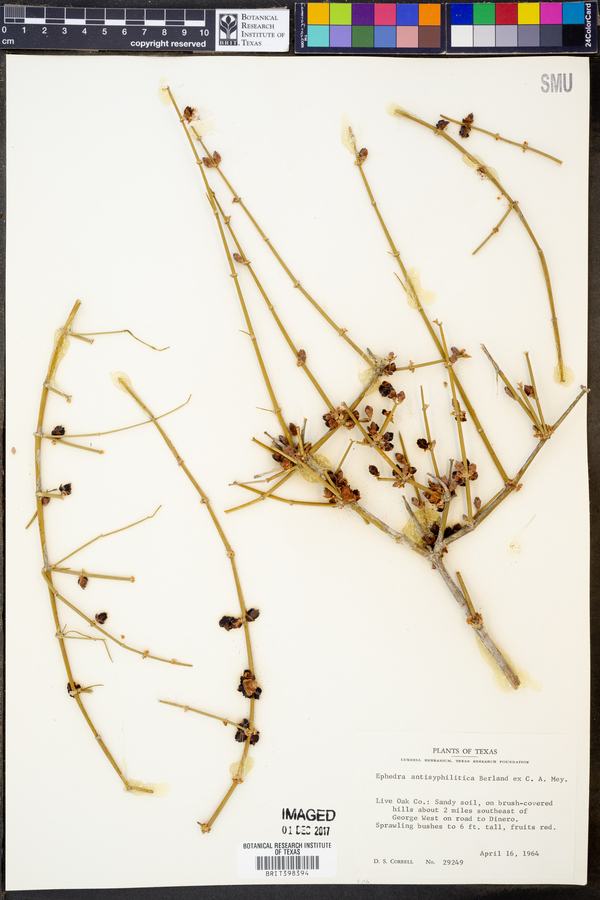 Ephedra antisyphilitica image