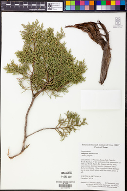 Juniperus ashei image