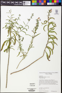 Salvia azurea image